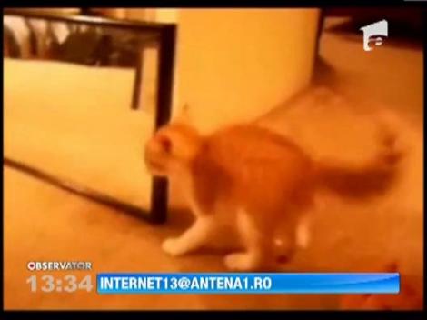 Animalele de companie si oglinda