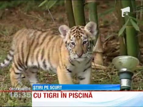 Afla cat costa sa faci o baie langa un pui de tigru!