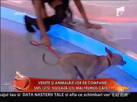 Cei mai inteligenti caini ai vedetelor!