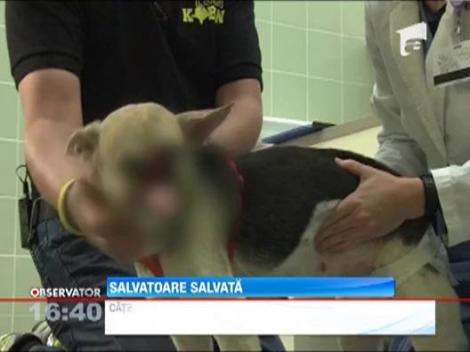 Filipine: Un caine a ramas mutilat dupa ce a salvat vietile a doi copii