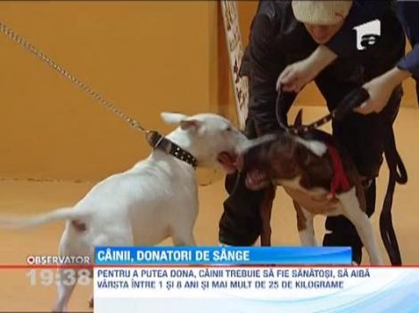 Eroi cu patru labute: Cunoaste-i pe Boris si Gruia, donatorii de sange!