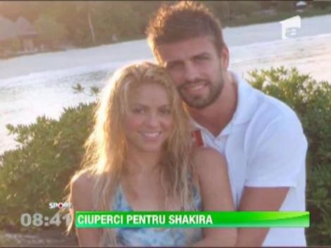 Pique vrea sa ii satisfaca toate poftele Shakirei. A fost la cules de ciuperci in padure