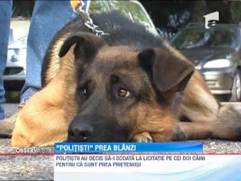 Doi caini vor fi dati afara din politie pentru ca sunt prea prietenosi