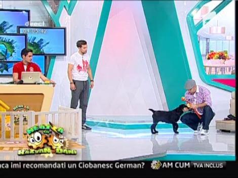 Primele lectii de dresaj pentru catei