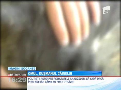 Zeci de caini, otraviti si lasati sa moara in chinuri in Dambovita