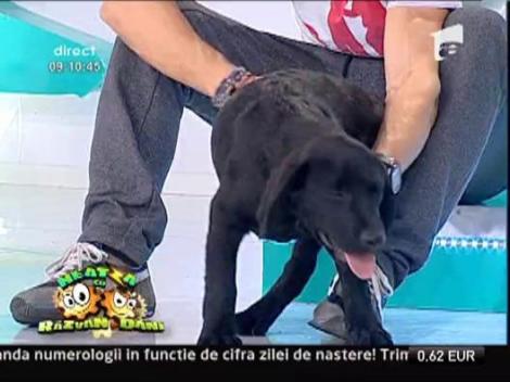 Echipa de la Neatza cauta nume pentru catelul emisiunii