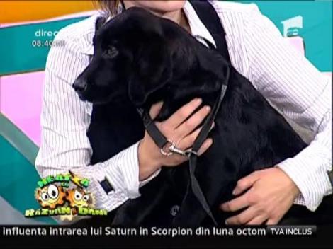 Echipa de la Neatza si-a luat un caine de rasa, un Labrador Retriever
