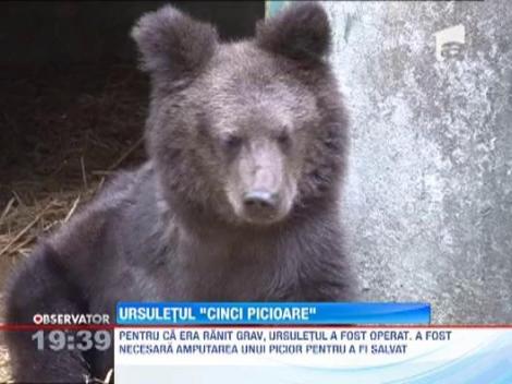 Ursuletul "cinci picioare"