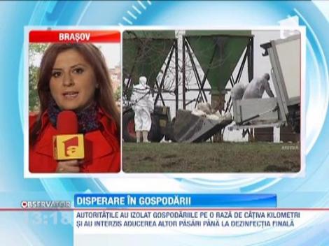 Focar de pseudopesta aviara in judetul Brasov