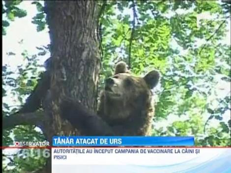 Un tanar din Prahova, atacat de un urs