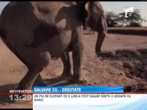 Kenya: Un pui de elefant de 8 luni a fost salvat dintr-o groapa cu noroi