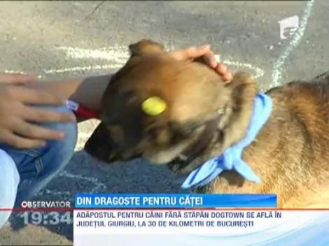 Cel mai mare adapost pentru cainii fara stapan