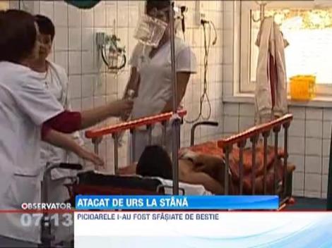 Cioban atacat de urs in judetul Harghita