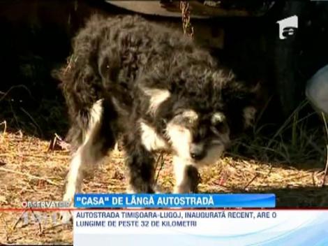 Un cioban traieste intr-o masina, langa autostrada Timisoara-Lugoj