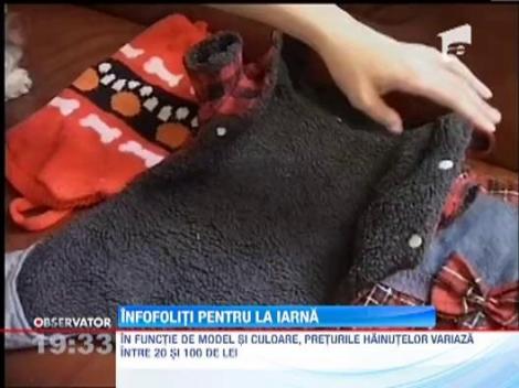 Afla cum ne pregatim catelul pentru iarna