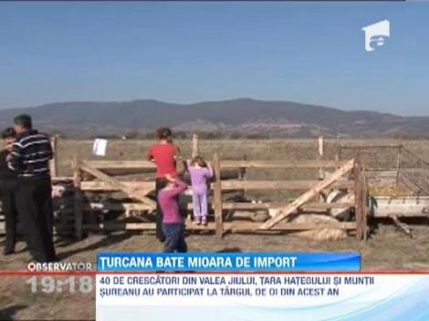 Ciobanii din Valea Jiului si Tara Hategului merg pe mana rasei de oi turcane