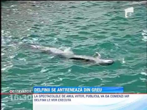 Delfinii delfinariului din Constanta se antreneaza din greu