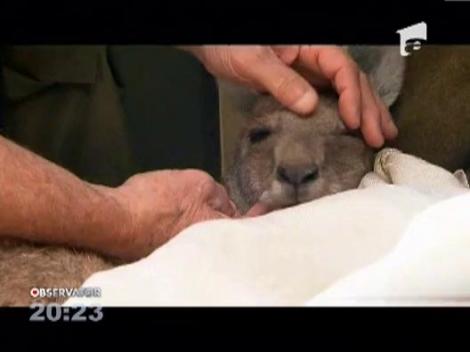 VIDEO! Aeroportul Melbourne din Australia a avut parte de un pasager... cu marsupiu