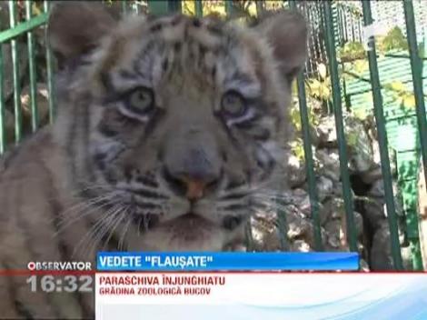 Doi pui de tigru siberian, noile atractii de la Zoo Ploiesti