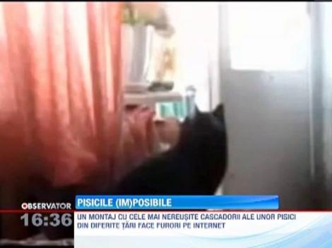 VIDEO! Din seria "pisici amuzate": Cele mai nereusite cascadorii ale unor feline in actiune