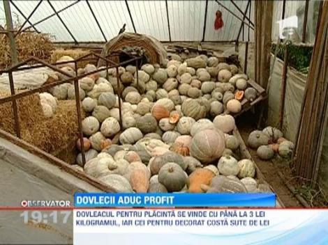 Dovlecii au umplut tarabele din Romania! Vanzarile au crescut de Halloween
