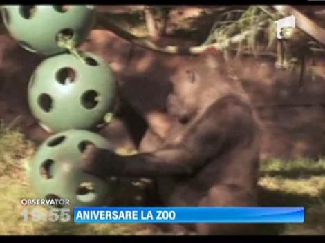 A treia cea mai batrana gorila din lume a sarbatorit 55 de ani