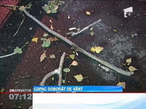 Iarna si-a aratat deja coltii in Capitala! Vantul puternic a doborat un copac