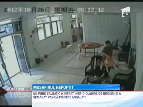 Un porc salbatic a produs panica intr-o cladire de birouri din China