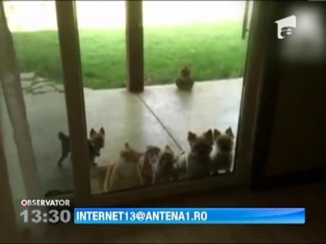 Pisica care isi deschide singura usa