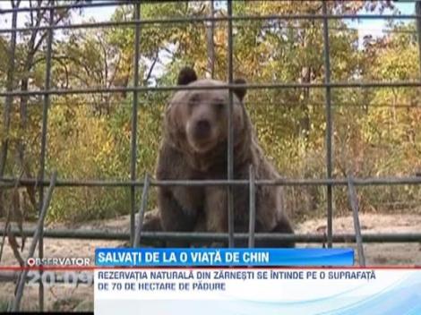 Doi ursi bruni de la o gradina zoologica, salvati de la o viata de chin