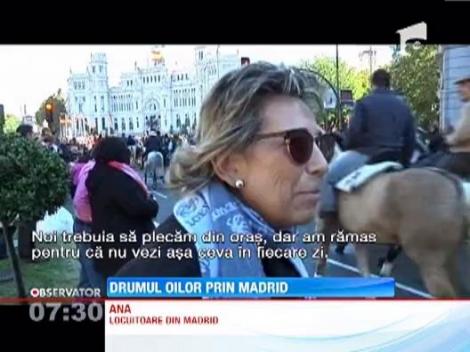 Transhumanta in Spania, la un alt nivel: Ciobanii iberici au defilat cu oile chiar prin centrul Madridului!