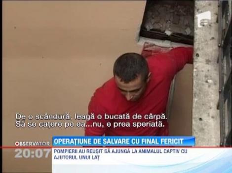 Pisica salvata din subsolul unei cladiri dezafectate