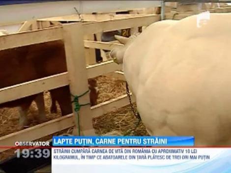 Fermierii au renuntat la productia de lapte, cresc animale doar pentru a le vinde carnea