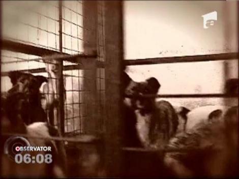 Scene de groaza la un adapost pentru maidanezi din Slatina! Animalele flamande se mananca intre ele