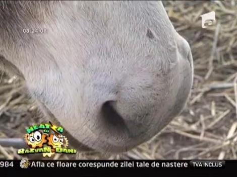 Terapie cu magarusi pentru copiii bolnavi