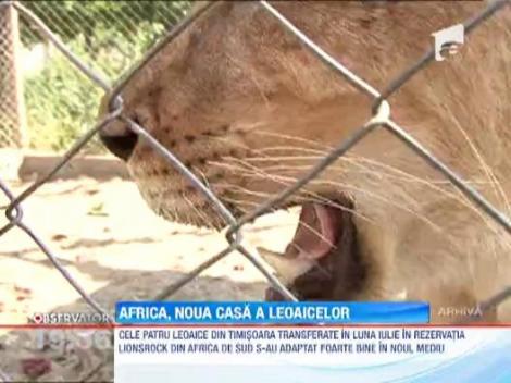 Cele patru leoaice din Timisoara s-au adaptat in noua rezervatie din Africa de Sud