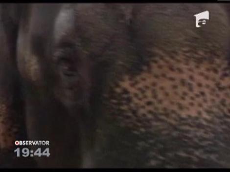 Un elefant a invatat sa vorbeasca!