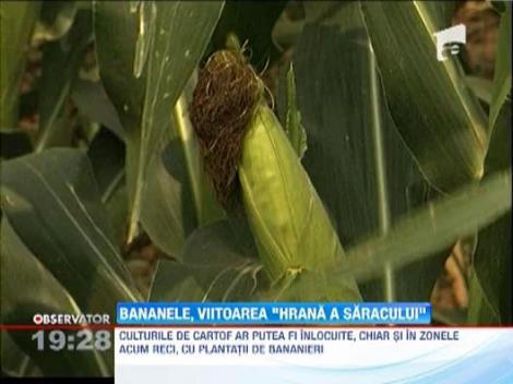 In curand vom manca banane in loc de cartofi