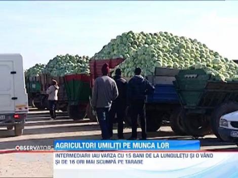 Renumitii cultivatori din Lunguletu au ajuns sa-si vanda varza pe nimic