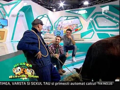 VIDEO: Dani Otil a sarutat o vaca pe nas, dupa ce a pierdut un pariu!