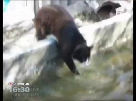 O pisica este cea mai noua vedeta a mediului virtual: se cearta in oglinda!