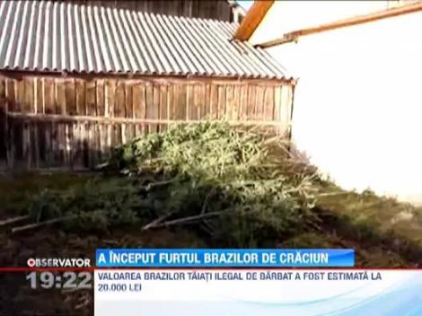 Hotii de brazi si-au inceput activitatea