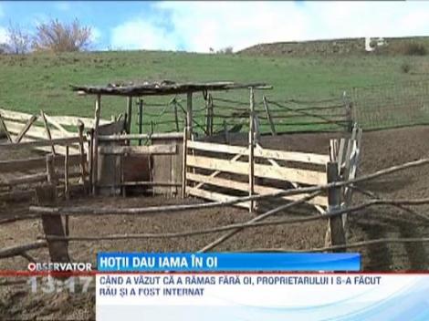 Galati: Un cioban a ajuns la spital, dupa ce a fost "deposedat" de 150 de oi