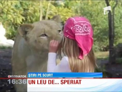 O fetita din Franta a dat nas in nas cu un leu la ZOO