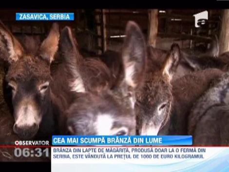 Cea mai scumpa branza din lume costa 1.000 de euro kilogramul