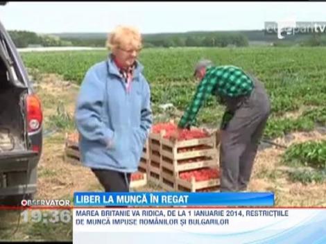 Marea Britanie va ridica, de la 1 ianuarie 2014, restrictiile de munca impuse romanilor si bulgarilo