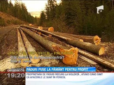 Zilnic, in Romania, sunt defrisate trei hectare de padure 