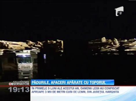 Taietorii de lemne fac legea cu toporul