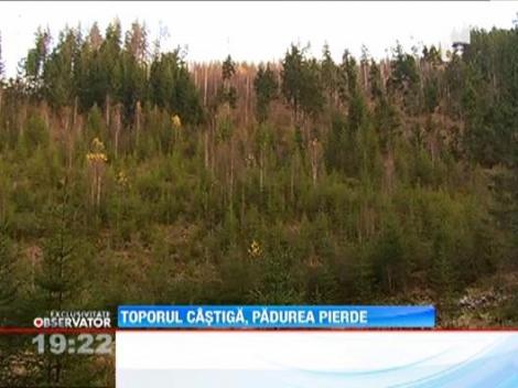 Statul roman pierde peste 2 miliarde de euro anual numai din cauza defrisarilor