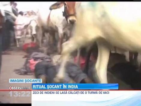 Ritual socant in India: Zeci de oameni asteapta sa fie calcati in picioare de o turma de vaci!